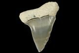 Fossil Mako Tooth - Lee Creek (Aurora), NC #179867-1